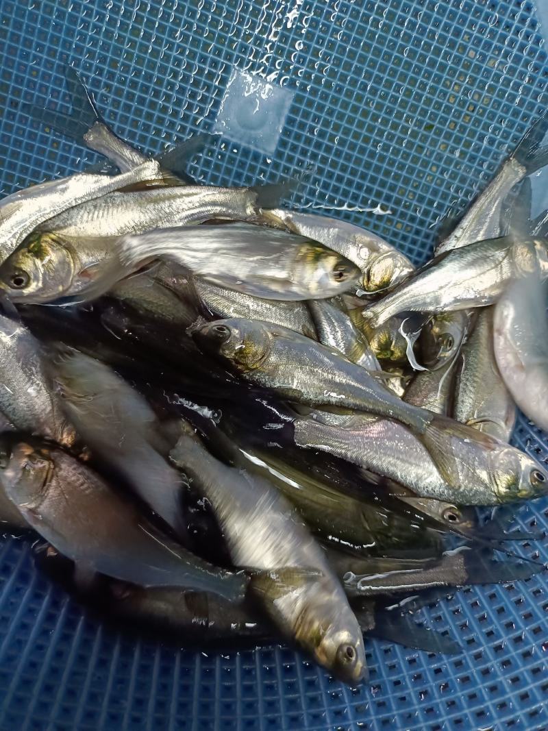 优质白鲢鱼苗，苗场直供，免费提供养殖技术，送货上门。。。
