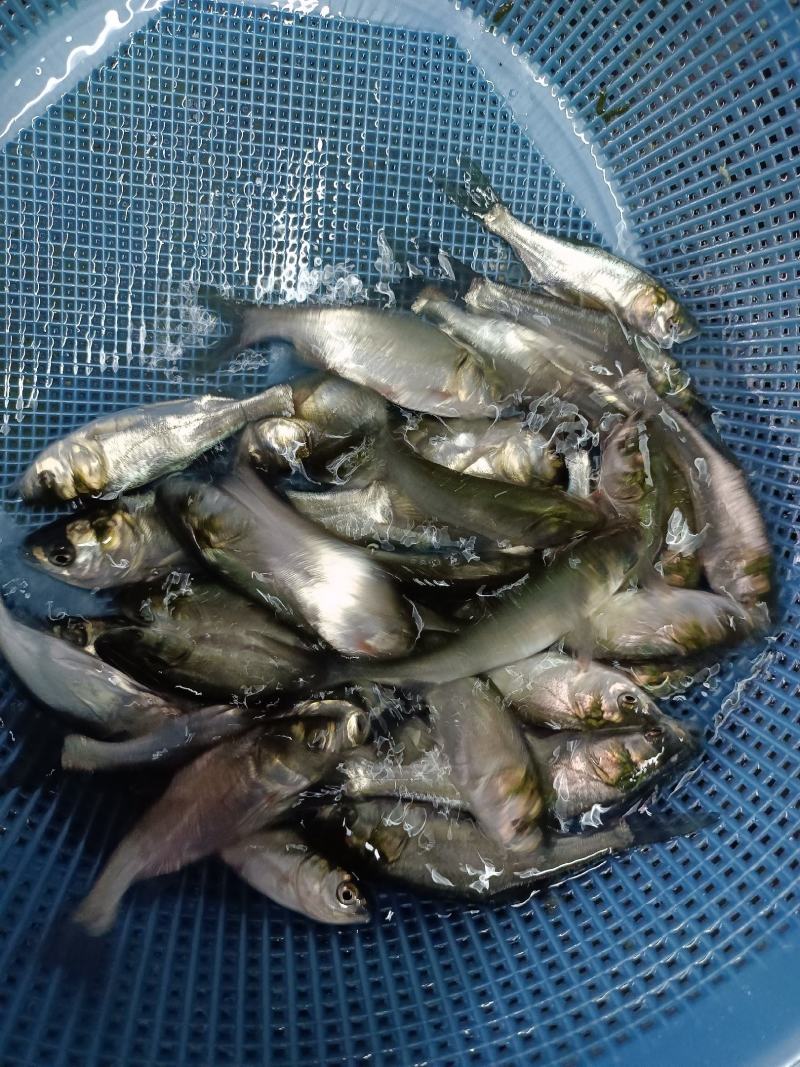优质白鲢鱼苗，苗场直供，免费提供养殖技术，送货上门。。。