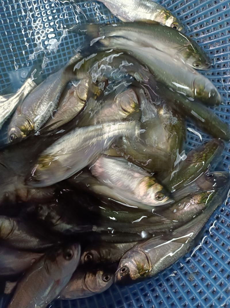 优质白鲢鱼苗，苗场直供，免费提供养殖技术，送货上门。。。
