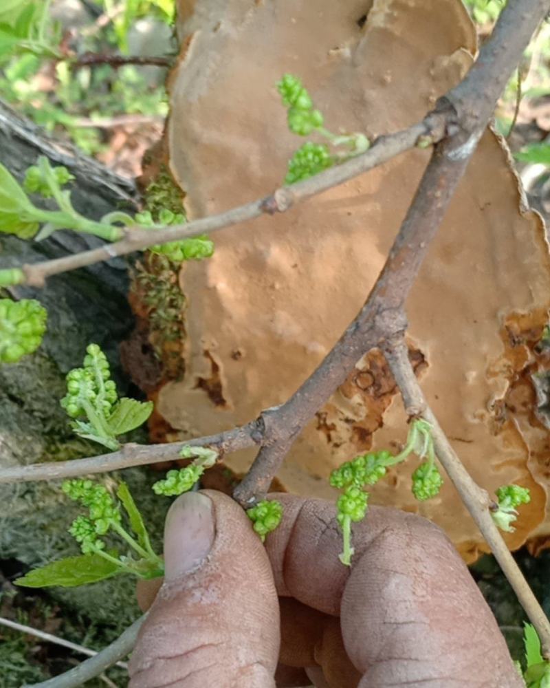 沂蒙山区的野生桑黄，这都是我在沂蒙山山区里自己亲自采摘的