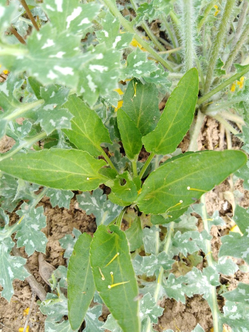 药用紫花地丁