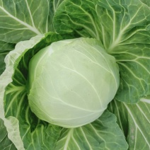 圆包菜