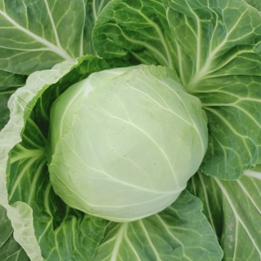 圆包菜