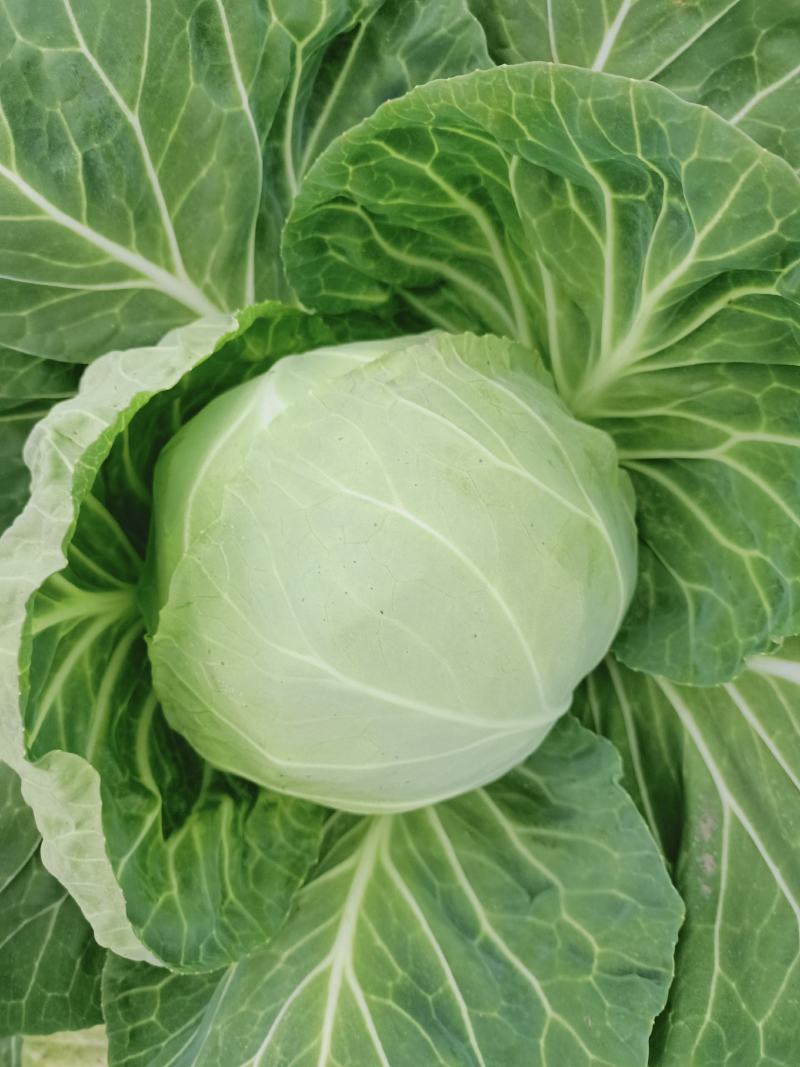 圆包菜
