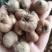 剑兰种球唐菖蒲种球多年生带芽进口切花剑兰花种球基地直销