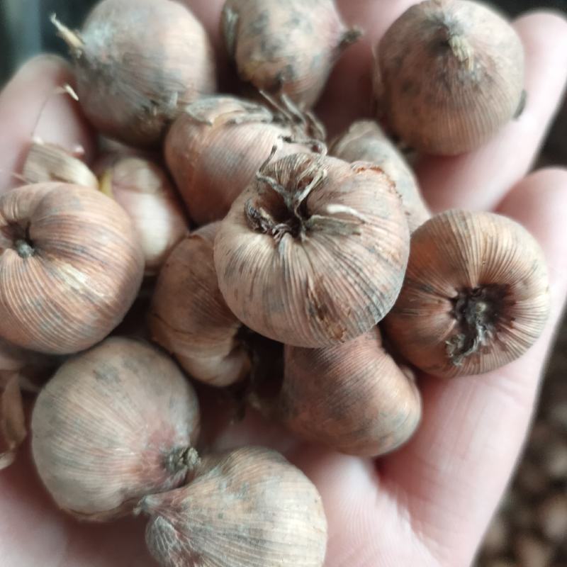 剑兰种球唐菖蒲种球多年生带芽进口切花剑兰花种球基地直销