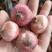 剑兰种球唐菖蒲种球多年生带芽进口切花剑兰花种球基地直销