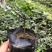 嘉宝果系列台湾树葡萄沙巴艾斯卡红妃嘉宝果种植苗