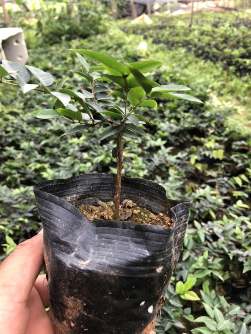 嘉宝果系列台湾树葡萄沙巴艾斯卡红妃嘉宝果种植苗