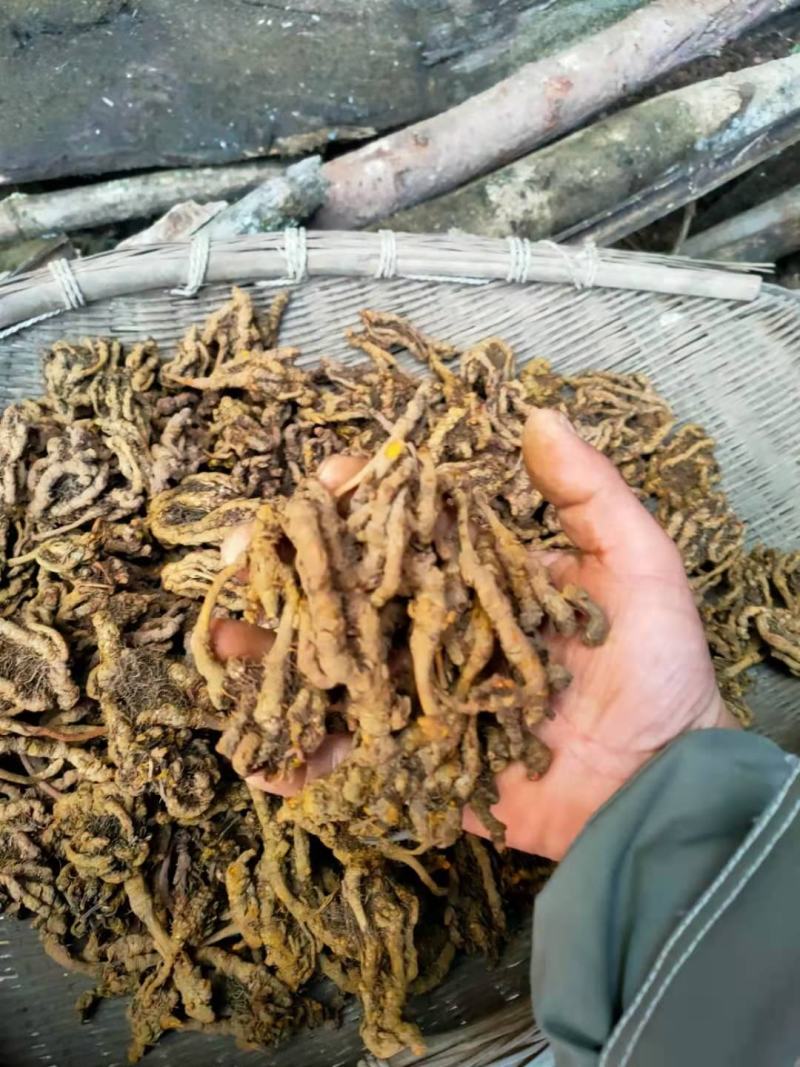 石柱黄莲
