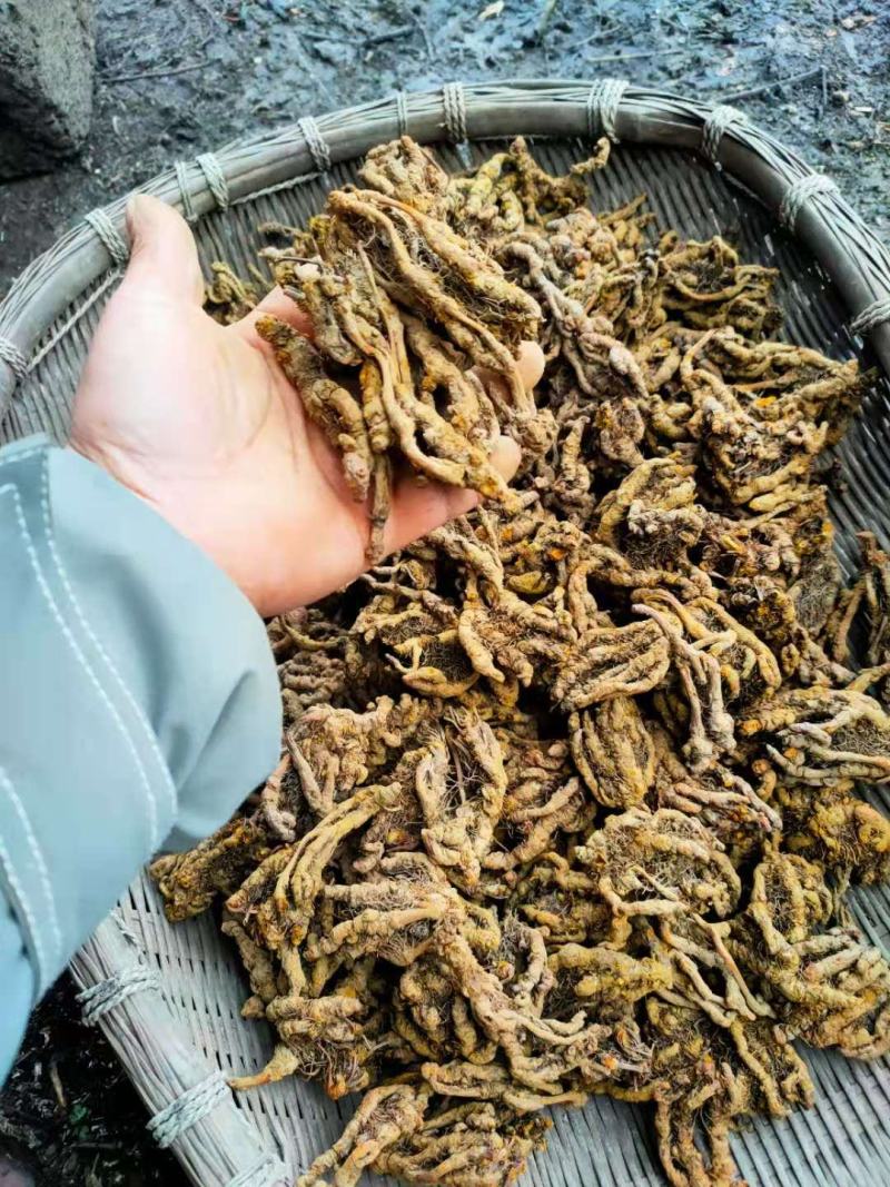 石柱黄莲