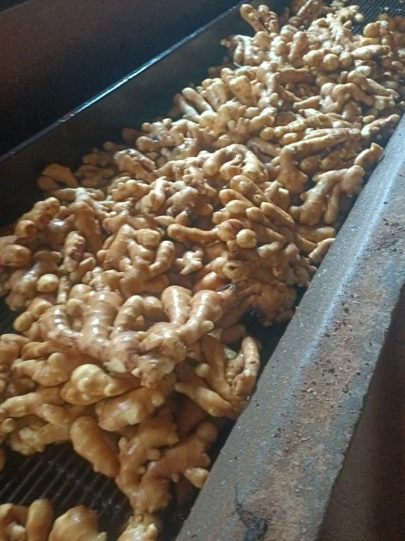 山东生姜产地，优质大黄姜大量供应，价格便宜，支持物流发货