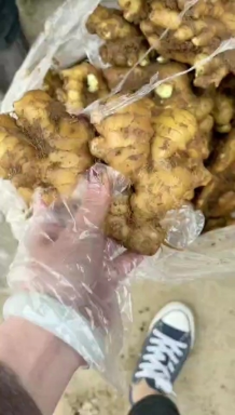 ，小黄姜姜种，品种齐全，全国物流发货，保质保量