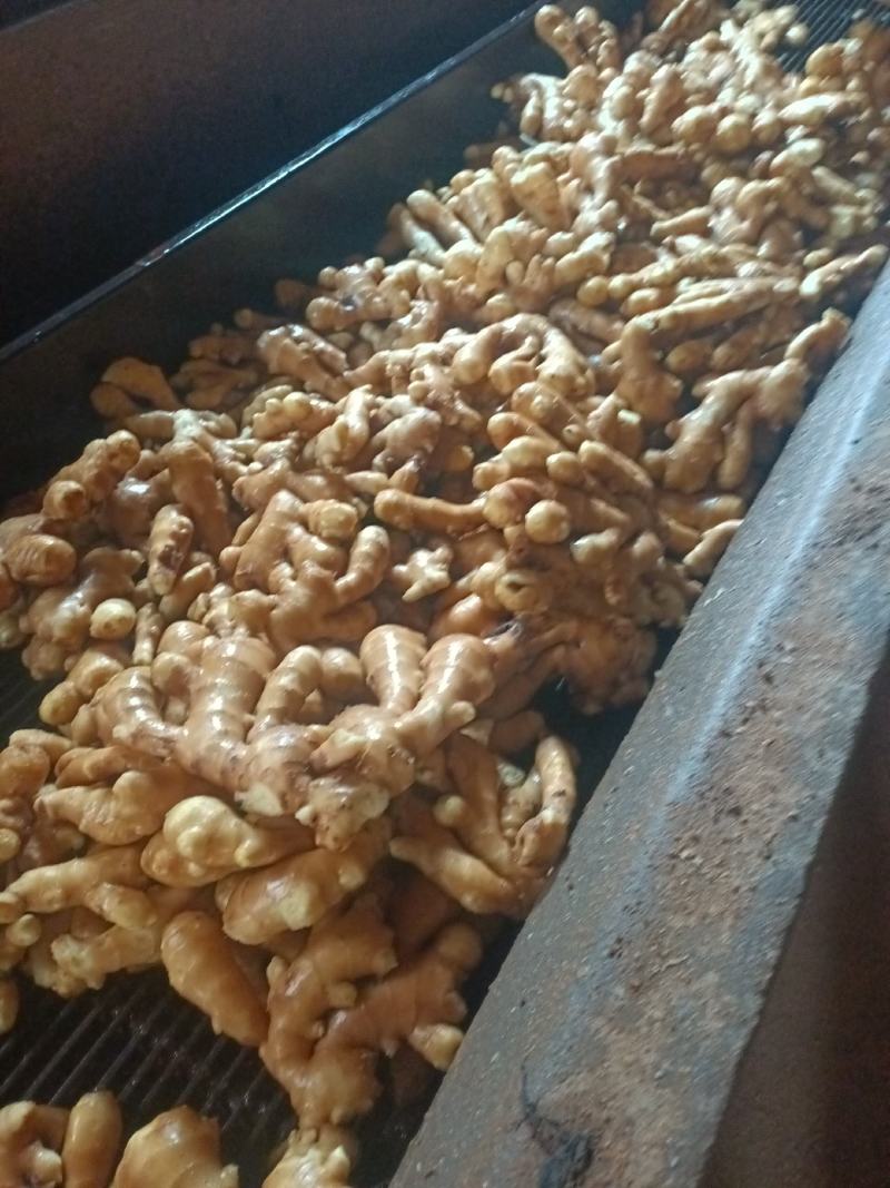 山东优质生姜质优价廉，全国物流发货，需要的老板可以联系