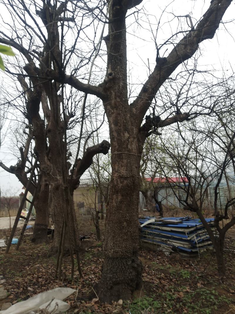 柿子树
