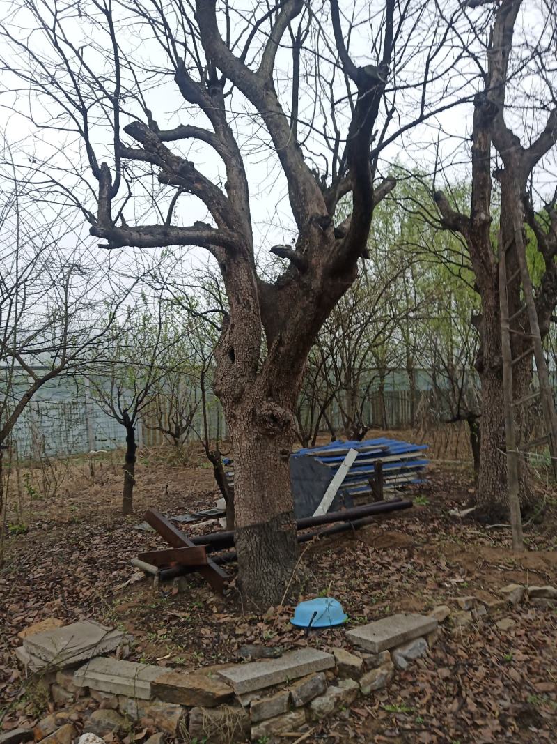 柿子树
