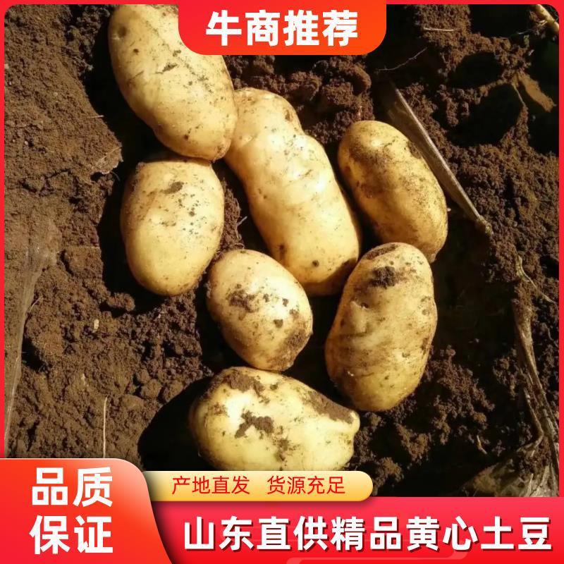 优质荷兰十五黄心土豆，质量保证，价格实惠，全国发货