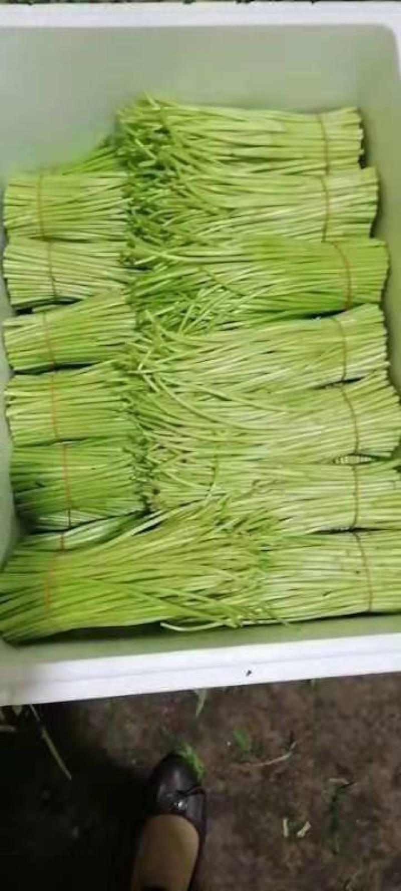 芦蒿