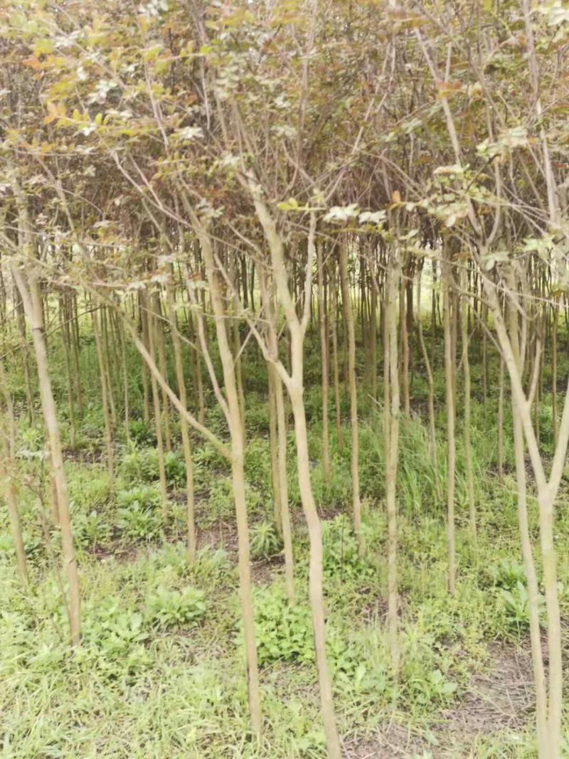 【推荐】速生紫薇苗3-5公分便宜处理现挖现发货量大从优