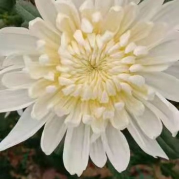 菊花，优香.金善.白善