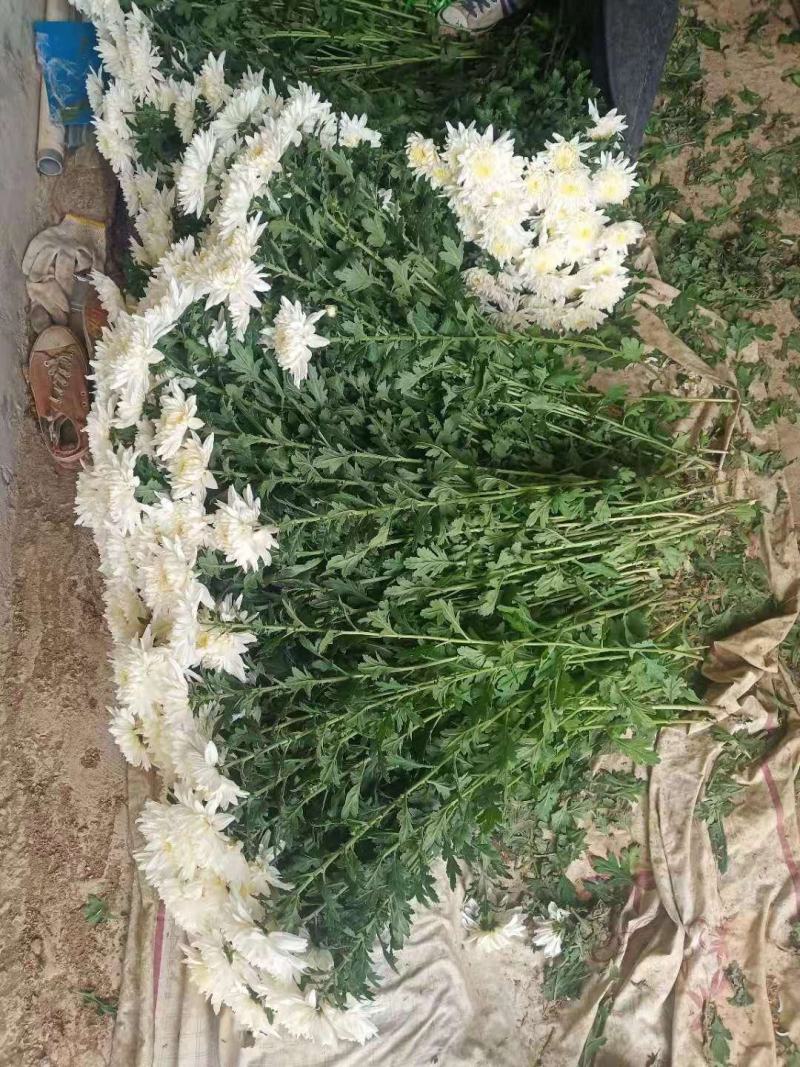 菊花，优香.金善.白善
