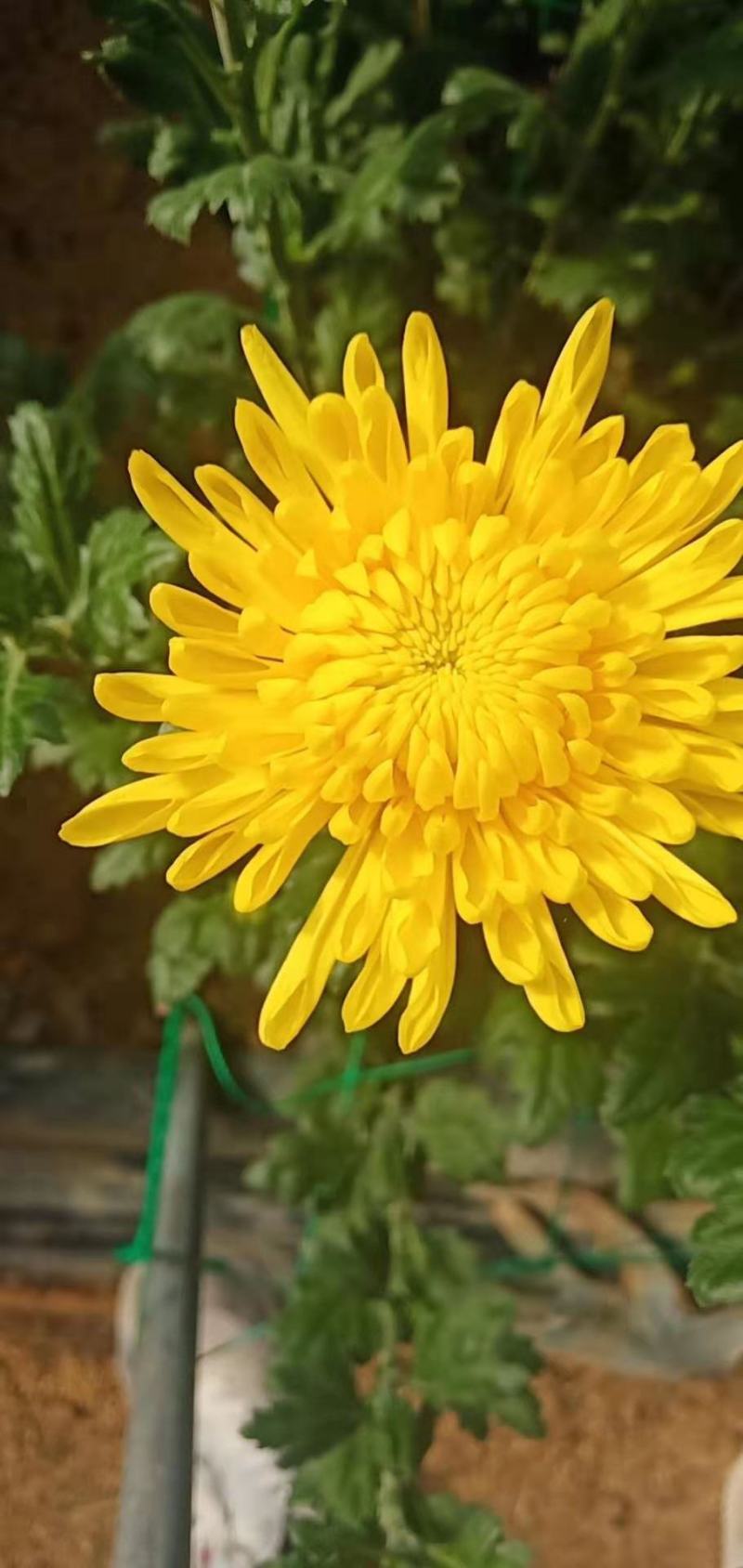 菊花，优香.金善.白善