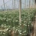 菊花，优香.金善.白善