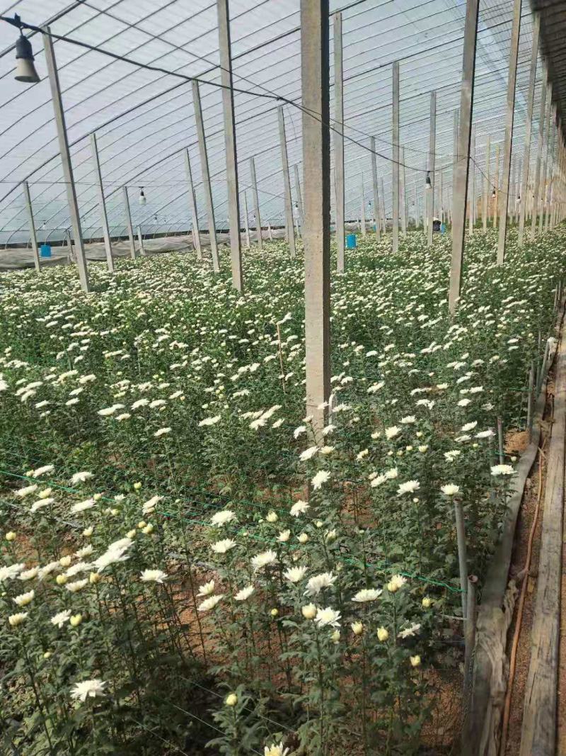 菊花，优香.金善.白善