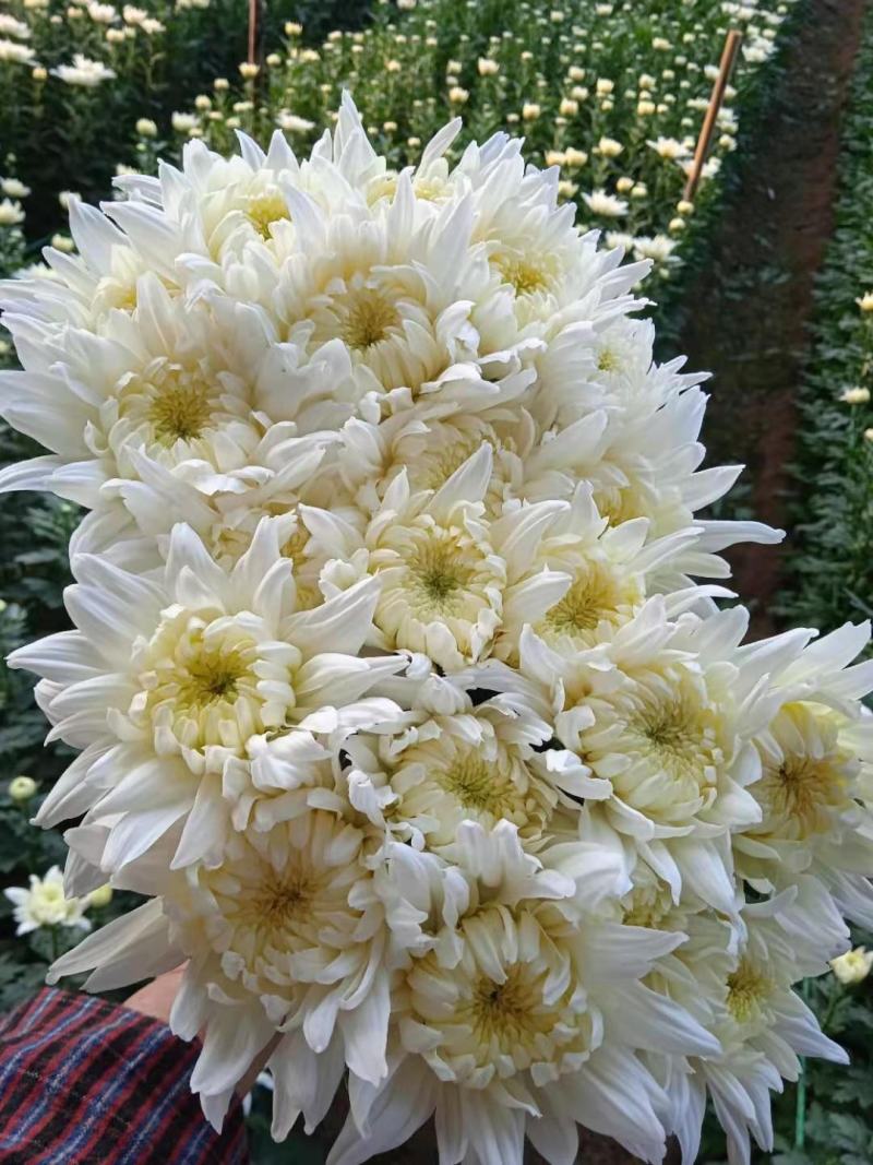 菊花，优香.金善.白善