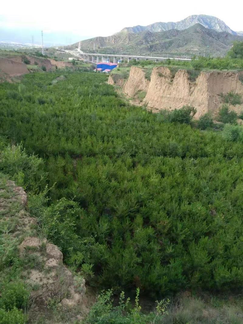 河北张家口宣化区油松苗自销定植苗容器苗营养杯