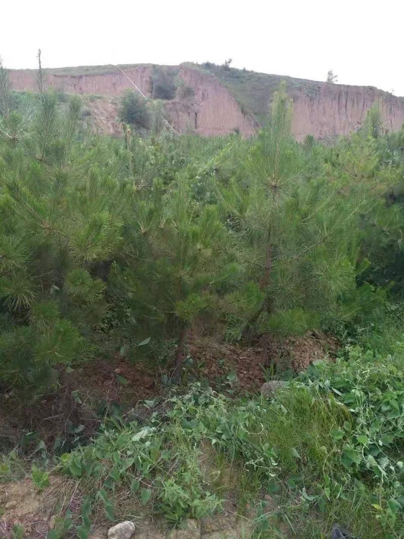 河北张家口宣化区油松苗自销定植苗容器苗营养杯