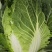 春黃心白菜，一手货源，保质保量，量大从优，发货全国。