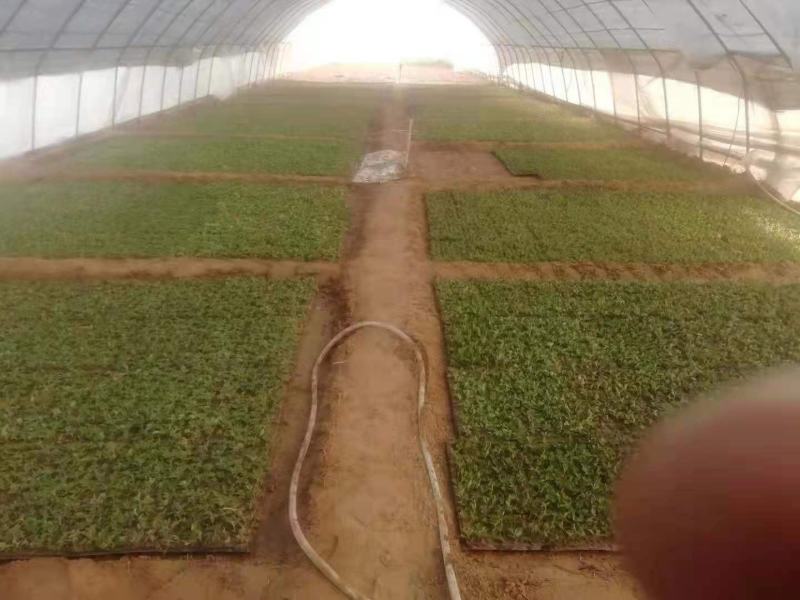 菊花，菊花苗大菊花苗小菊花苗国庆菊