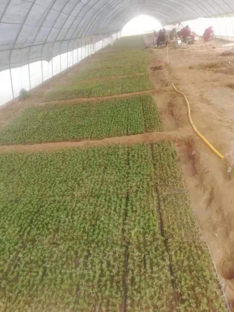 菊花，菊花苗大菊花苗小菊花苗国庆菊