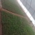 菊花，菊花苗大菊花苗小菊花苗国庆菊