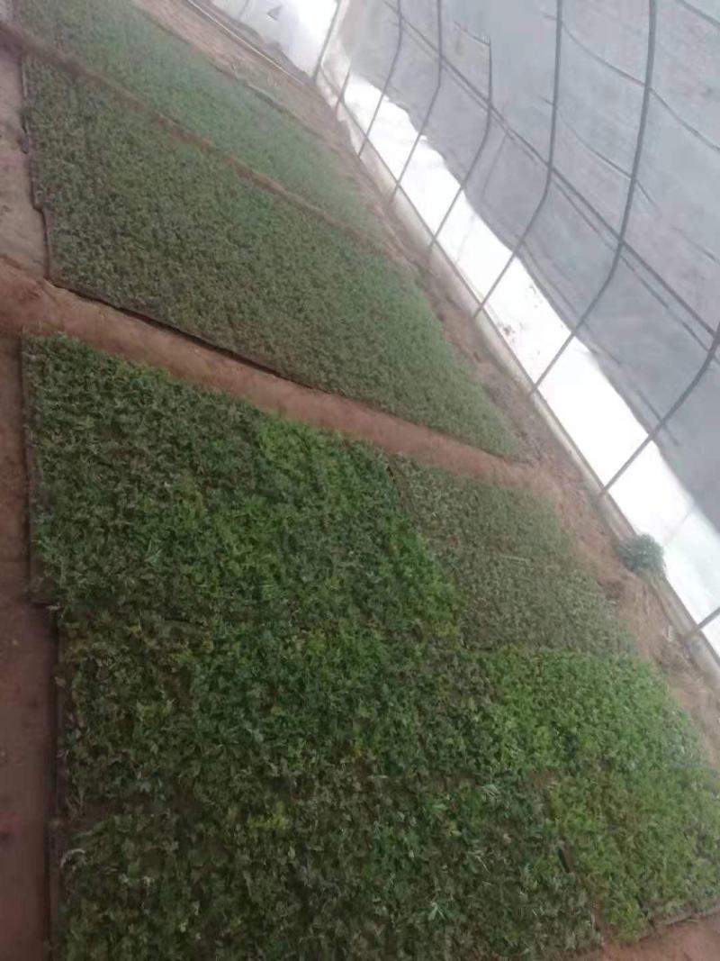 菊花，菊花苗大菊花苗小菊花苗国庆菊