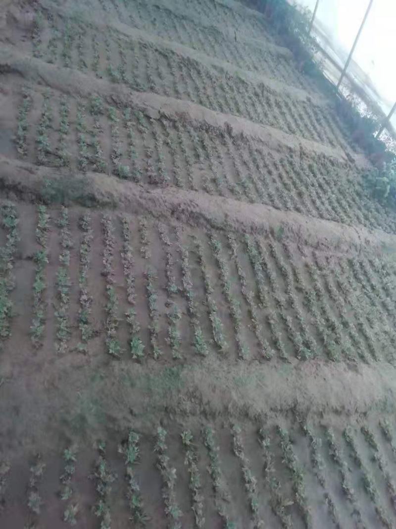菊花，菊花苗大菊花苗小菊花苗国庆菊