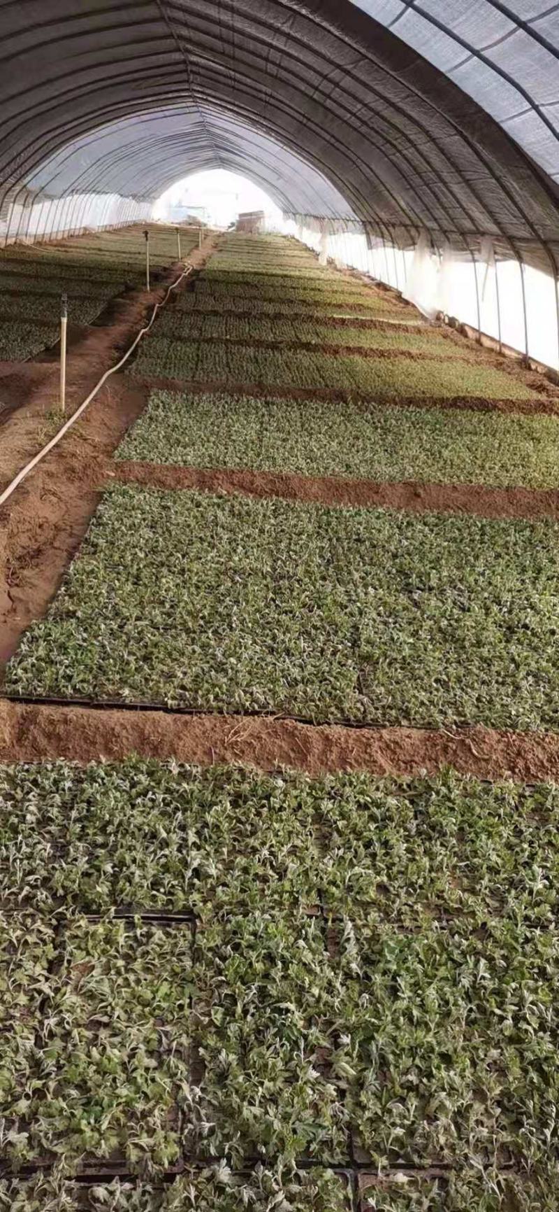 菊花，菊花苗大菊花苗小菊花苗国庆菊