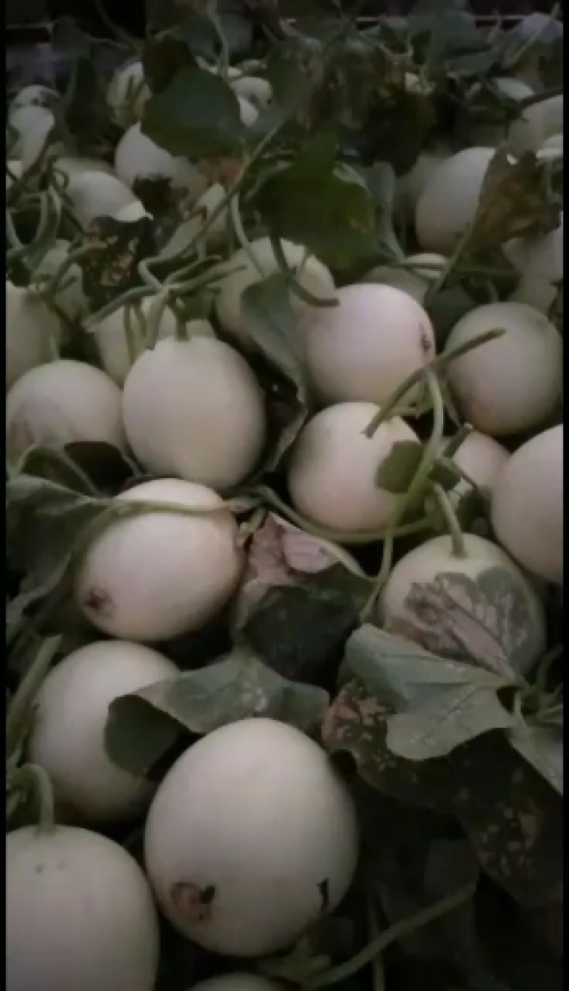 甜瓜