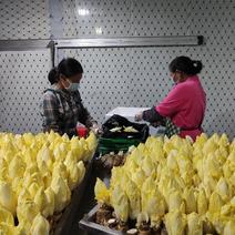 欧洲黄菊苣菜新鲜金玉兰玉兰菜基地供冰库种植长年有货