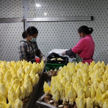 欧洲黄菊苣菜新鲜金玉兰玉兰菜基地供冰库种植长年有货