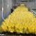 欧洲黄菊苣菜新鲜金玉兰玉兰菜基地供冰库种植长年有货