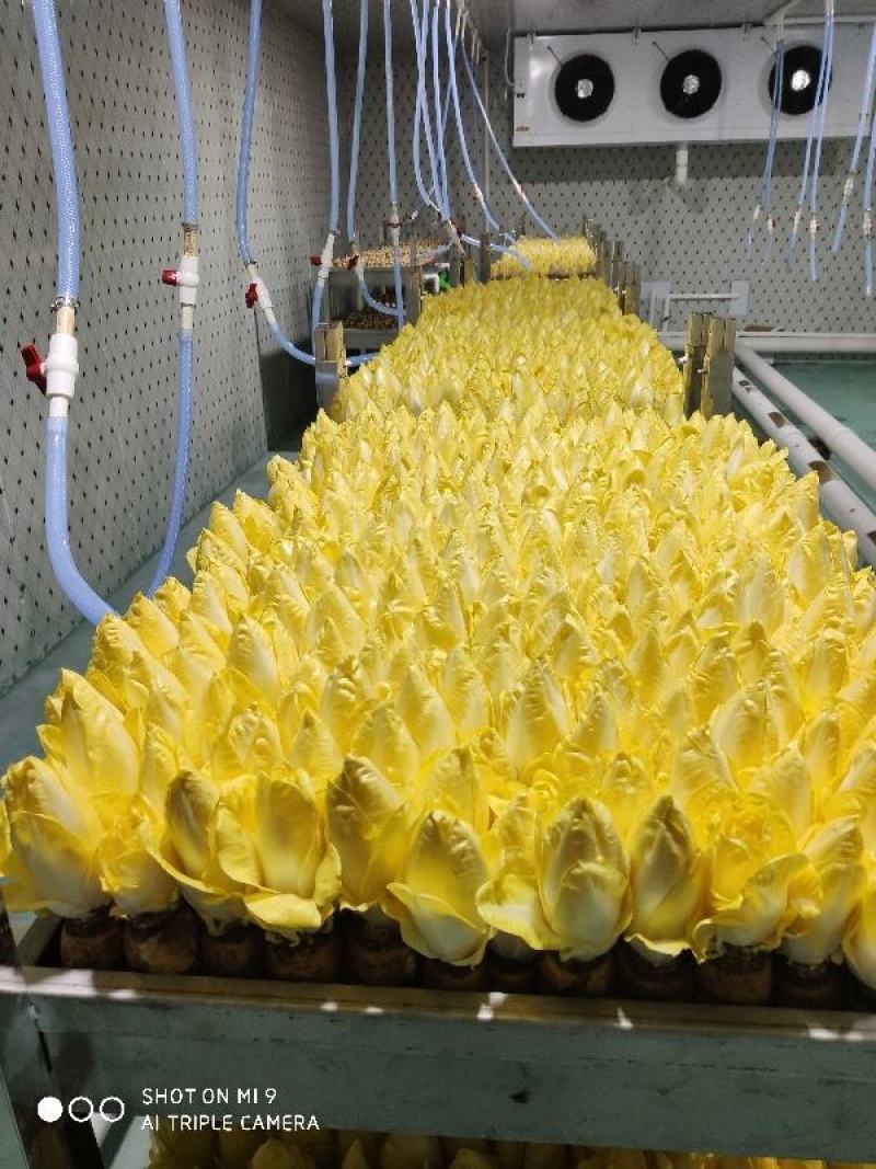 欧洲黄菊苣菜新鲜金玉兰玉兰菜基地供冰库种植长年有货