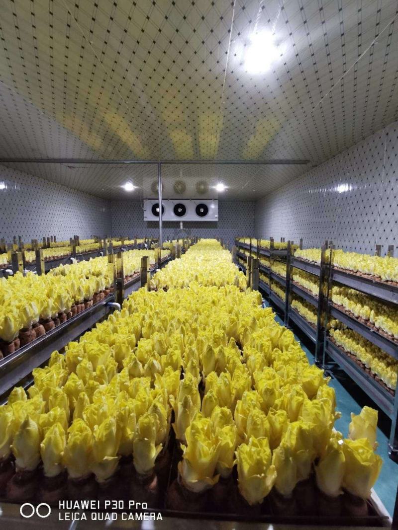 欧洲黄菊苣菜新鲜金玉兰玉兰菜基地供冰库种植长年有货