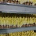 欧洲黄菊苣菜新鲜金玉兰玉兰菜基地供冰库种植长年有货