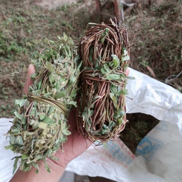 鸡骨草