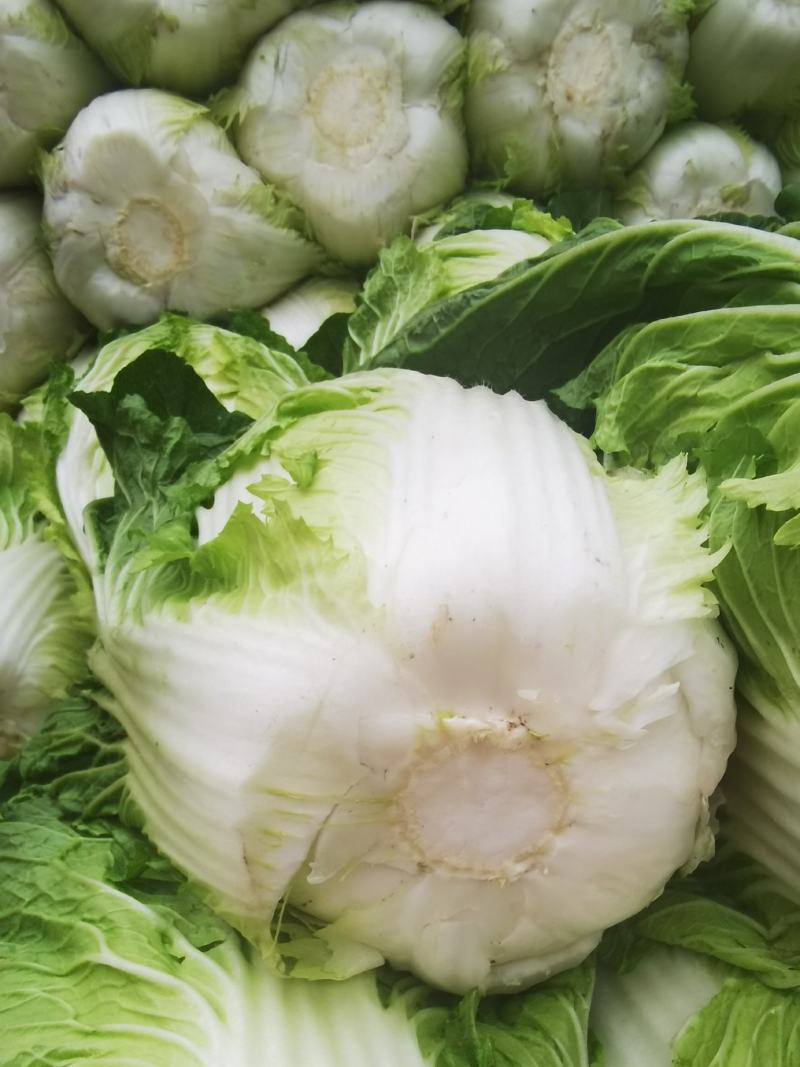 中棚黄心大白菜无虫无病害，有需要的客户及时联系。