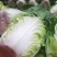 中棚黄心大白菜无虫无病害，有需要的客户及时联系。