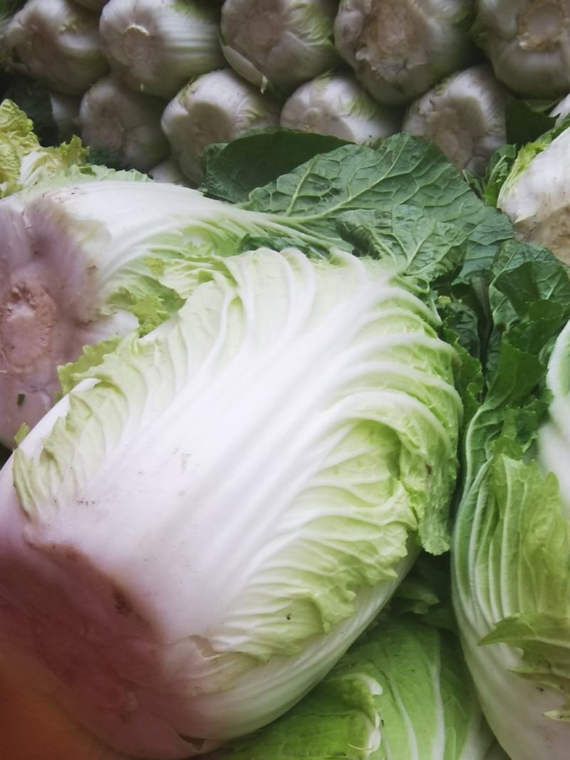 中棚黄心大白菜无虫无病害，有需要的客户及时联系。
