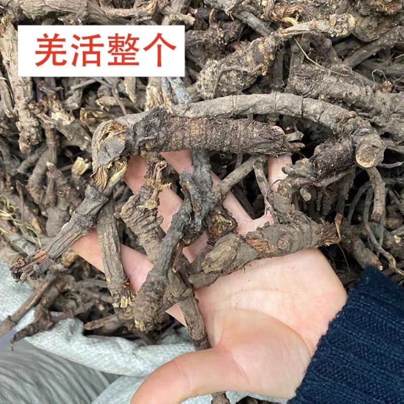 中药材羌活货干货品质量保证批发各种中药材